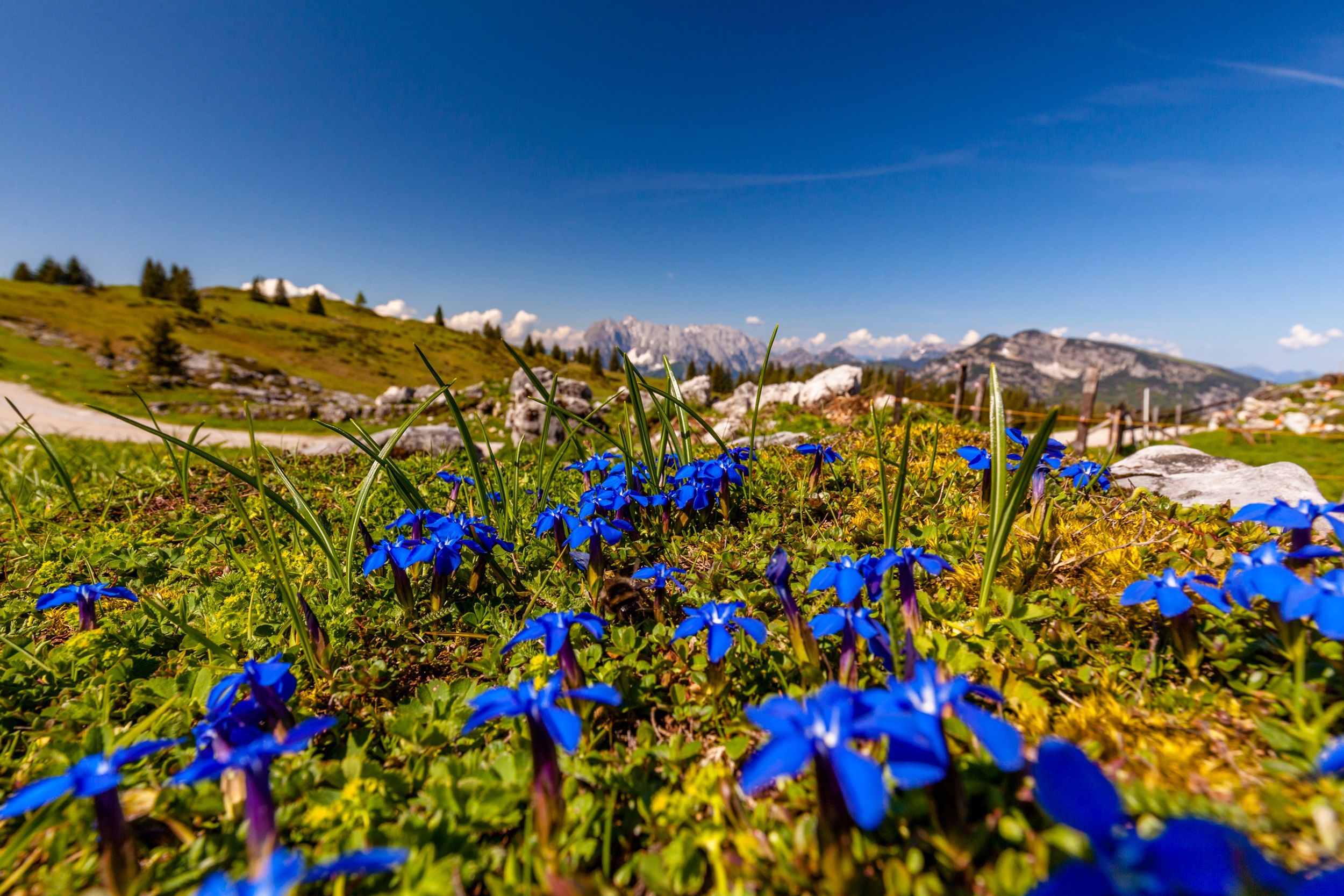 Frühling auf der Eggenalm